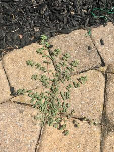 Does Paver Sealing Prevent Weeds?